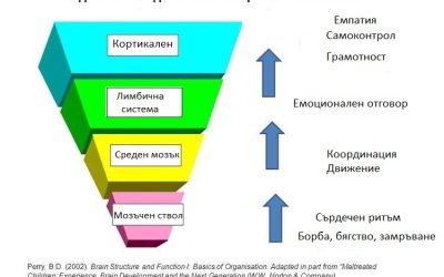 Защо е необходимо родителите да разбират развитието на детския мозък? [над 0м.]