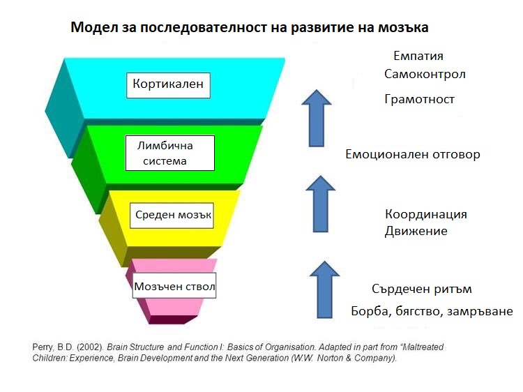 Защо е необходимо родителите да разбират развитието на детския мозък?