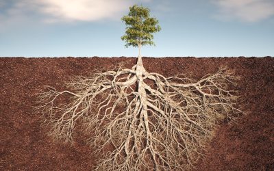 Двете посоки на развитието: навътре и навън